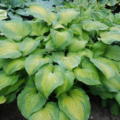 Hosta 'Summer Serenade'